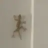 תמונה שצירף לקוח לביקורת על מור, מדביר (3)