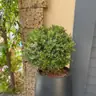 תמונה שצירף לקוח לביקורת על מודי, גנן (6)