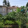 תמונה שצירף לקוח לביקורת על רועי, גוזם עצים (1)