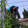 תמונה שצירף לקוח לביקורת על רועי, גוזם עצים (7)