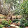 תמונה שצירף לקוח לביקורת על אילן, גנן (1)