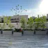 תמונה שצירף לקוח לביקורת על מודי, גנן (1)
