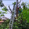 תמונה שצירף לקוח לביקורת על רועי, גוזם עצים (4)