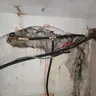 תמונה שצירף לקוח לביקורת על אוריאל, מאתר נזילות (1)