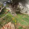 תמונה שצירף לקוח לביקורת על רן, יועץ קרקע (1)