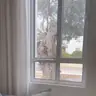 תמונה שצירף לקוח לביקורת על אורן, גנן (2)