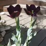 תמונה שצירף לקוח לביקורת על אלעד, מדביר (2)