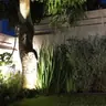 תמונה שצירף לקוח לביקורת על אורן, גנן (2)