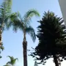 תמונה שצירף לקוח לביקורת על אלי, גוזם עצים (1)