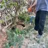 תמונה שצירף לקוח לביקורת על אריק, חברת ביובית (2)