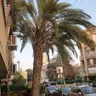 תמונה שצירף לקוח לביקורת על אלי, גוזם עצים (1)
