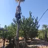 תמונה שצירף לקוח לביקורת על שמעון, גנן (3)