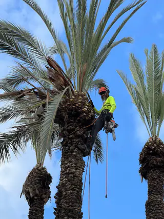 עבודה של דוד, גוזם עצים (3)