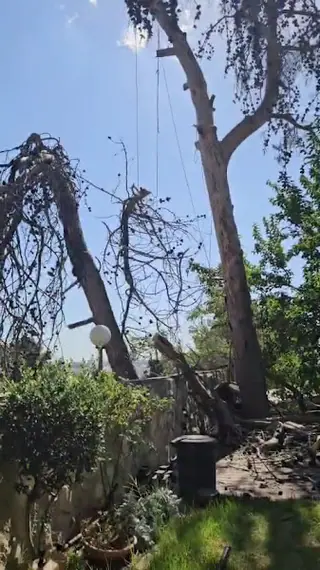 עבודה של דוד, גוזם עצים (4)