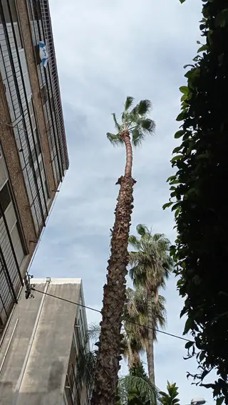 עבודה של אלי, גוזם עצים (7)