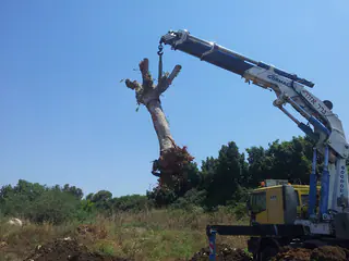 עבודה של מאיר, גוזם עצים (3)
