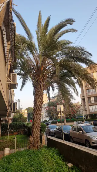 עבודה של אלי, גוזם עצים (4)