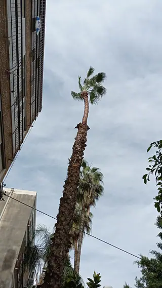 עבודה של אלי, גוזם עצים (8)