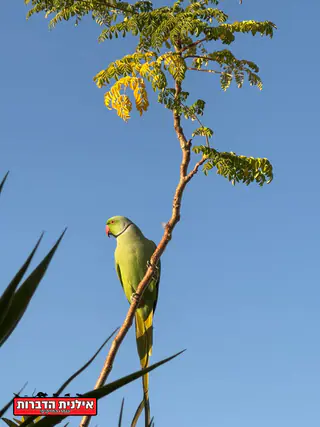 עבודה של ליאור, מדביר (14)