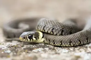 עבודה של יהודה, מדביר (17)