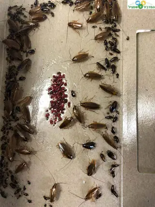 עבודה של יהודה, מדביר (7)