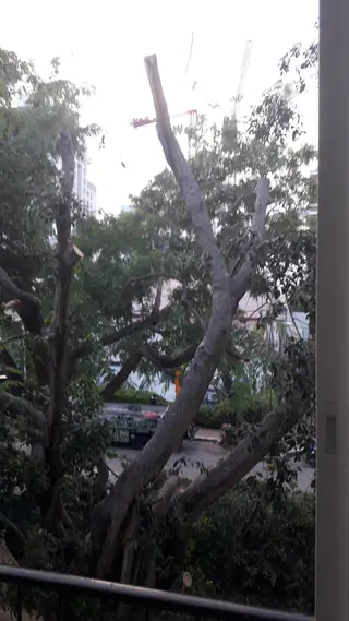 עבודה של אלי, גוזם עצים (10)