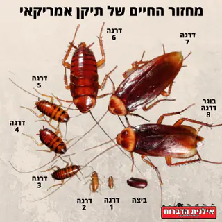 עבודה של ליאור, מדביר (10)