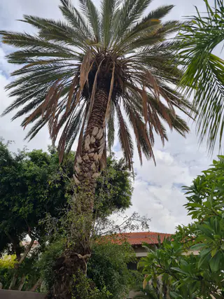 עבודה של אלי, גוזם עצים (20)