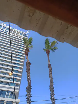 עבודה של אלי, גוזם עצים (15)