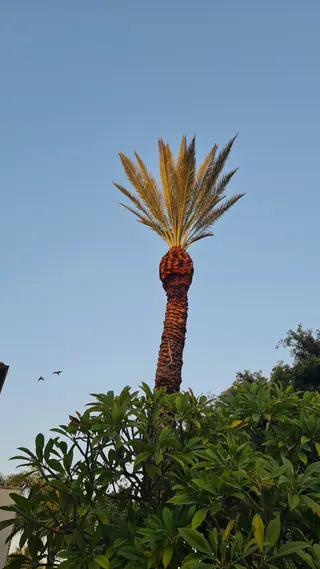 עבודה של אלי, גוזם עצים (21)