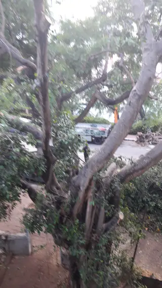 עבודה של אלי, גוזם עצים (23)