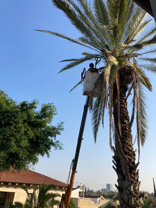 עבודה של אלי, גוזם עצים (19)