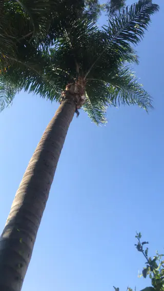 עבודה של אלי, גוזם עצים (22)