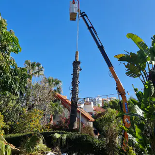 עבודה של אלי, גוזם עצים (26)