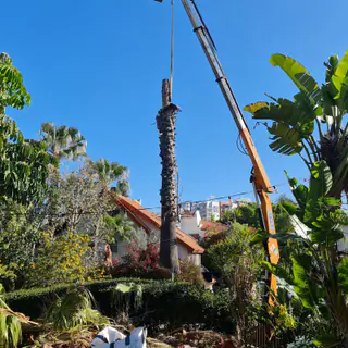 עבודה של אלי, גוזם עצים (27)