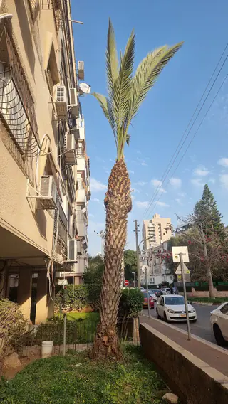 עבודה של אלי, גוזם עצים (14)