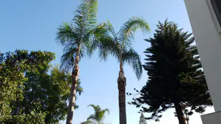 עבודה של אלי, גוזם עצים (16)