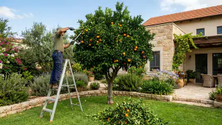 איך מתבצע גיזום עצים בחצר הבית? איור למאמר: איך מתבצע גיזום עצים בחצר הבית?