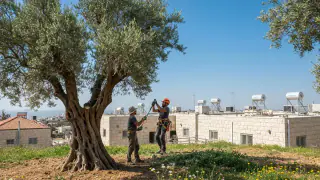 גיזום עץ זית מתי לגזום ומתי לפנות לגוזם מקצועי איור למאמר: גיזום עץ זית מתי לגזום ומתי לפנות לגוזם מקצועי