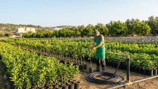 עצי פרי למכירה מחירים 2026: כל מה שחשוב לדעת + המלכודות איור למאמר: עצי פרי למכירה מחירים