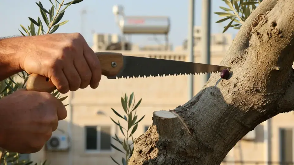 גיזום עץ זית מתי — שונה לפי מטרה: נוי, פרי או חידוש עץ ישן גוזם עצים